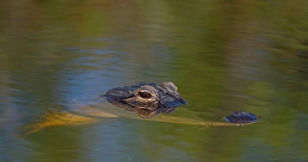 486833790-1056455836516456-8443648426974933910-n_orig