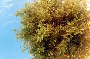 floating-sargassum